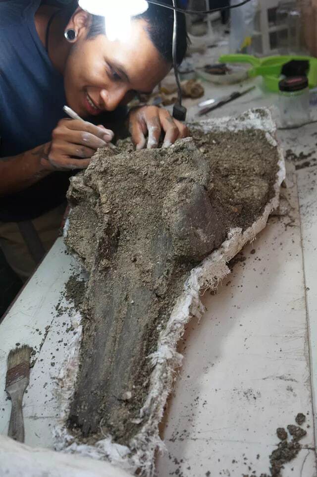 کشف فسیل بزرگترین دلفین رودخانه‌ای با قدمت ۱۶ میلیون سال در پرو